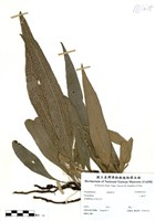 藏品(上樹芒)的圖片